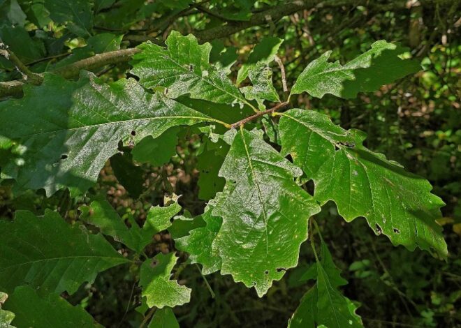 Rural Perspectives: Area’s white oak turns orange-gold to yellow in fall